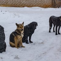 Бездомные, чужие :: Валерий Симонов