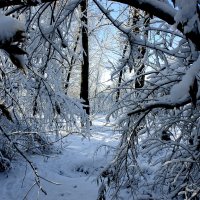 Зима :: Елена Подоляк