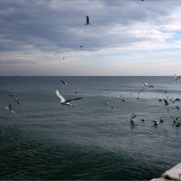 Море и птицы ( 2 ) :: Людмила 
