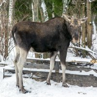 Красавица :: Александр Силинский