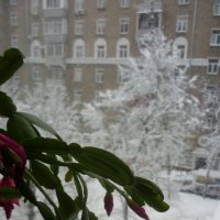 Зима за окном :: Татьяна Юрасова