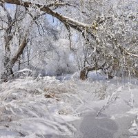 Морозик. :: Валера39 Василевский.