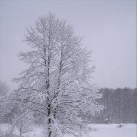 Зима! :: Анна Воробьева