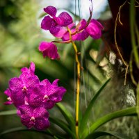 орхидеи :: Олег Дорошенко