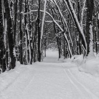 Зимняя дорога в лесу :: Юрий Стародубцев