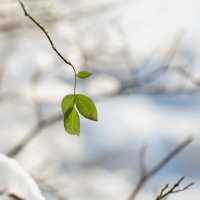 зимние аномалии :: Эльмира Суворова