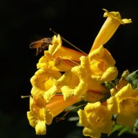 Желтые цветы февраля :: Александр Деревяшкин
