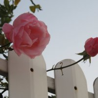 Январь. Розовые розы. :: Герович Лилия 