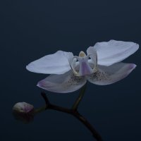Орхидея :: Сергей 