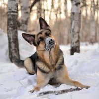 Медитация по собачьи :: Владимир Куликов