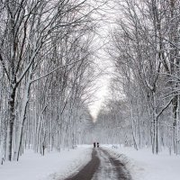 Зимне-парковая аллея :: Сергей Тарабара