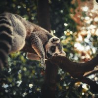 В тропических лесах Мадагаскара...Лемурляндия! :: Александр Вивчарик
