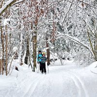 В лес за здоровьем! :: Татьяна Помогалова