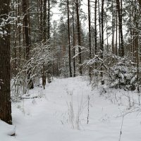 В сосновом бору под Смоленском :: Милешкин Владимир Алексеевич 