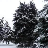Зимы ждала природа,снег выпал только в январе... :: Тамара (st.tamara)