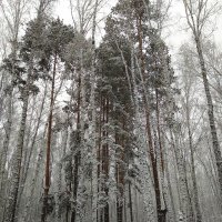 Красота зимы :: Татьяна Котельникова