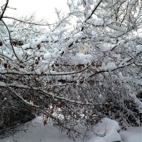 Здесь можно только ползком :: Светлана Лысенко