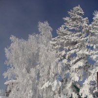 Снежное чудо. :: Андрей 