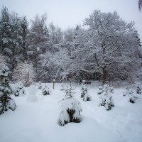 В зимнем парке :: Андрей Шаронов