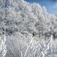 Стражи в камуфляже) :: Лилия .