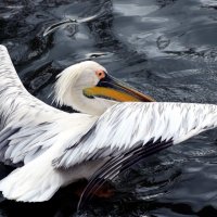 Серый пеликан :: Катерина Клаура