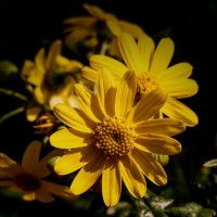Желтые  цветы. :: Roni Levi 