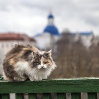 Кошка :: Ольга Милованова