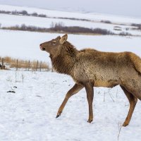 Самка марала :: Алина Меркурьева