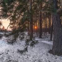 Зима в лесу. :: Александр Тулупов