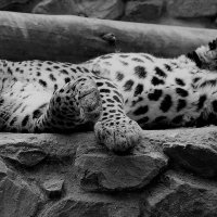 леопард :: Аркадий Лаптенко