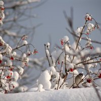 Калина в снегу :: Наташа Королева