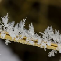 Снежные кристаллы :: Александр Синдерёв