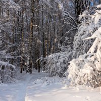 Приглашение в сказочный лес. :: Владимир Безбородов