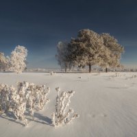 **** :: Дамир Белоколенко