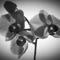"Orchidaceae" :: Станислав Орлов