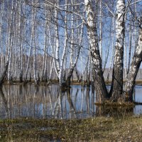 Сибирские  красавицы.. :: Людмила Шустова