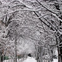 Дорога в зиму.... :: Пётр Лебедев