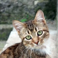Кот с зеленными глазами :: Алена Горб