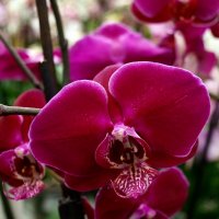 Орхидея :: Ольга Шеремет