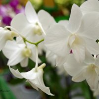 Орхидея :: Ольга Шеремет