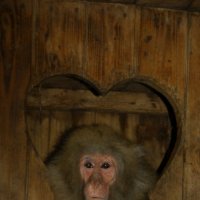 обезьянка :: Дарья Алексеева