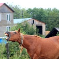 ЩА СПОЮ :: Marusiya БОНДАРЕНКО