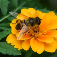 пчелка :: Анастасия 