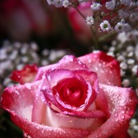 нежность розы :: Светлана Вдовина