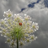 Божья коровка улети на небо... :: Татьяна Жуковская