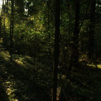Утренний лес :: Евгения Беденко