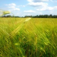 в поле :: Вероника Шелкова