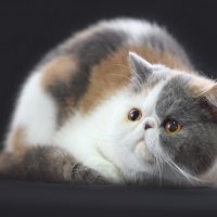 Кошь :: Виктория Шафеева