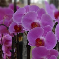 В дивном парке цветут орхидеи. :: Ольга 