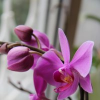 Орхидея :: Мария Скородумова